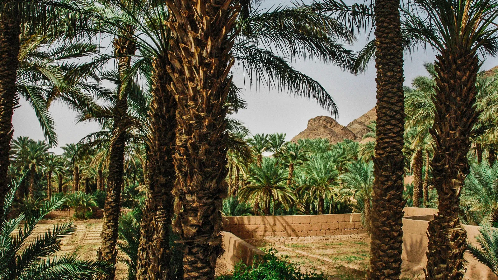 Palm Wood in Construction and Furniture